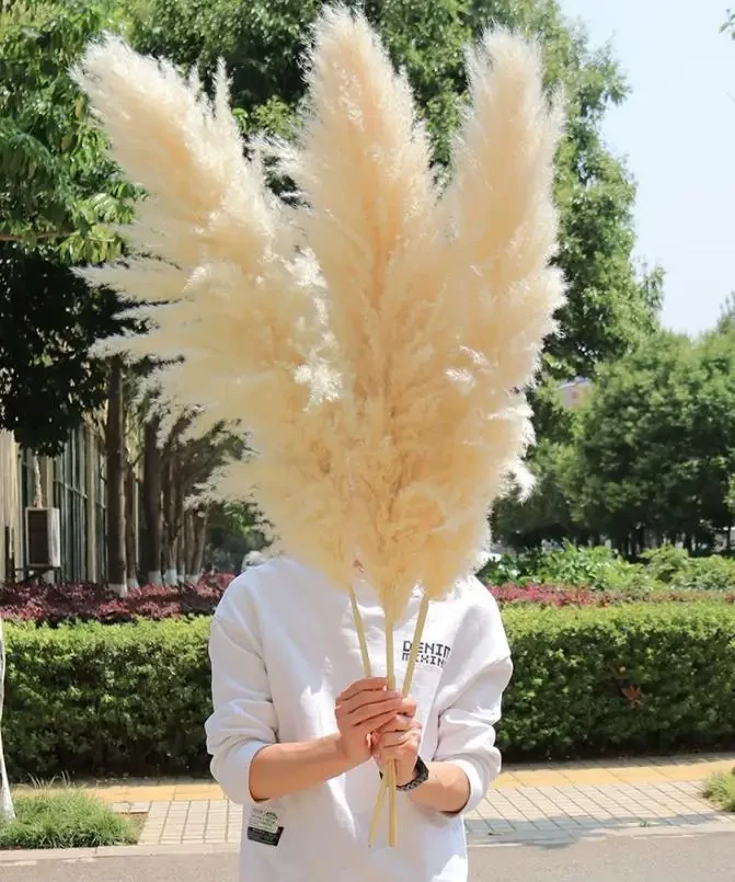 Original representative commercial visual for Hot Selling Pampas Grass Wreath Natural Dried Flower Decor for Chinese New Year Easter Real Decorative Grass in Plastic Bag.